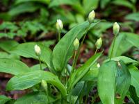 Bärlauch Blütenknospen Gruppe